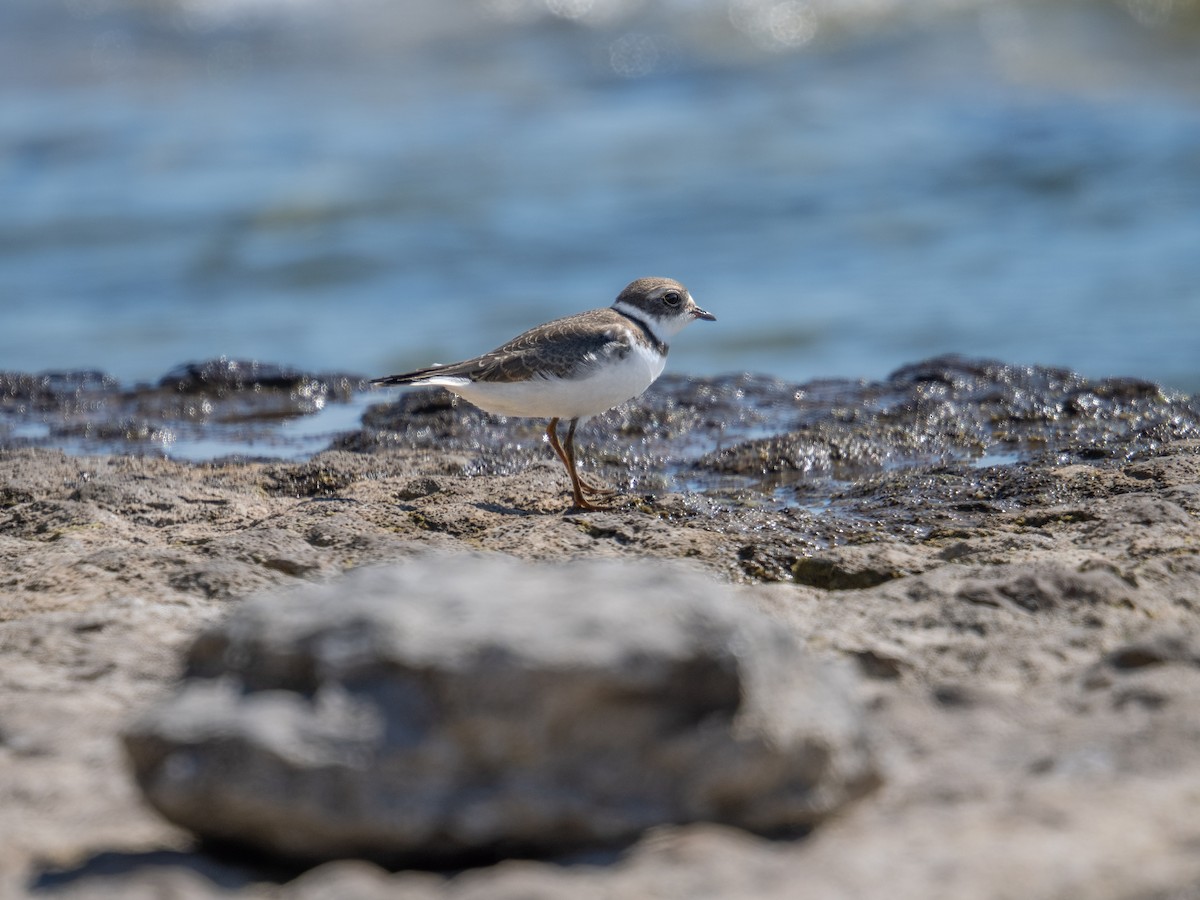 Semipalmated Plover - David Howe & Rosanne Dawson