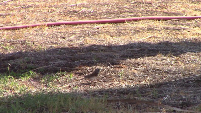 Dickcissel - ML623427053