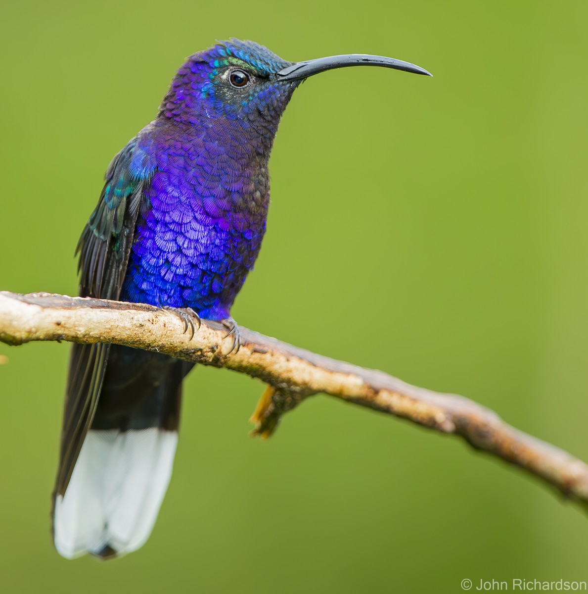 Colibrí Morado - ML623427058