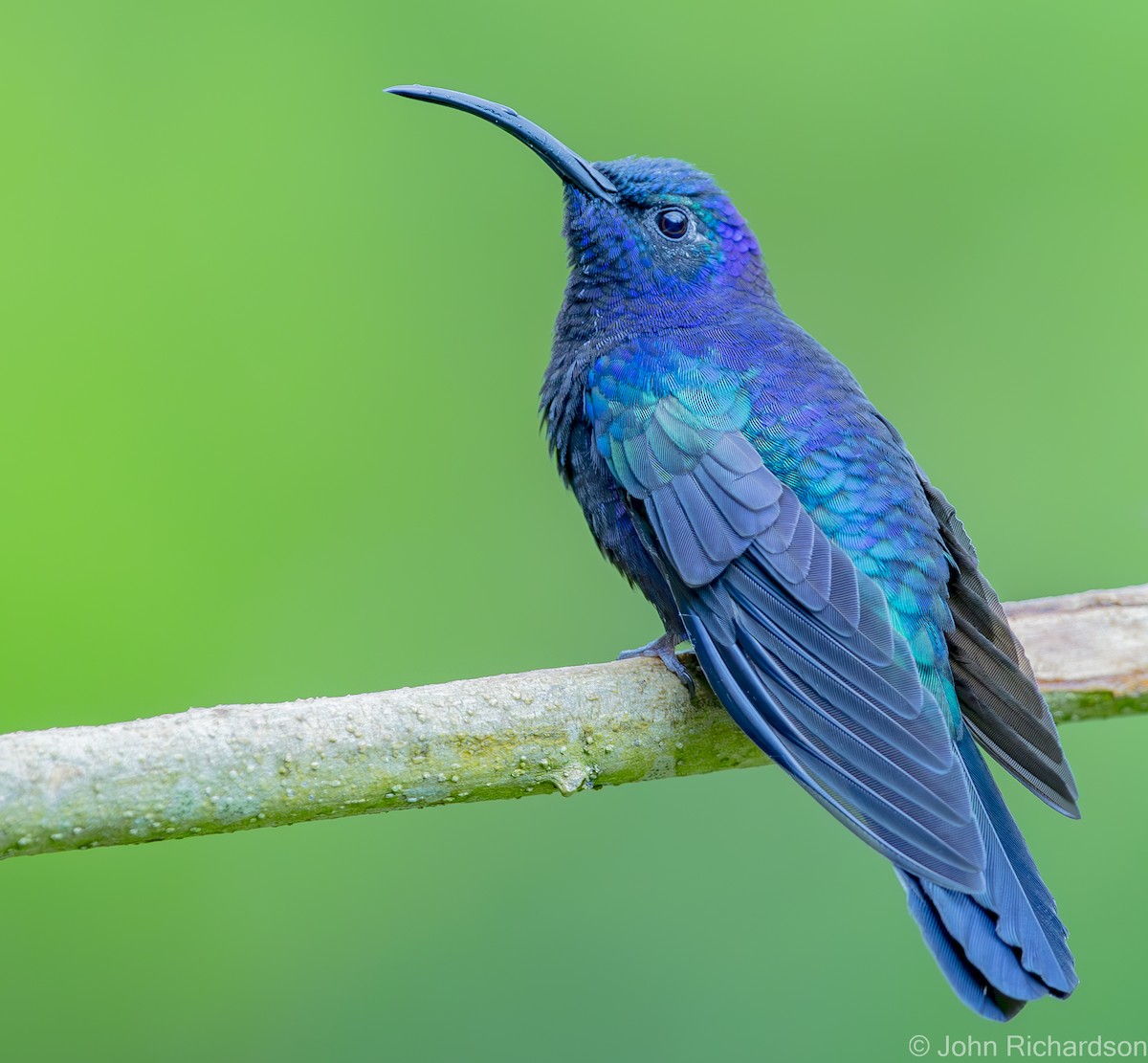 Colibrí Morado - ML623427059