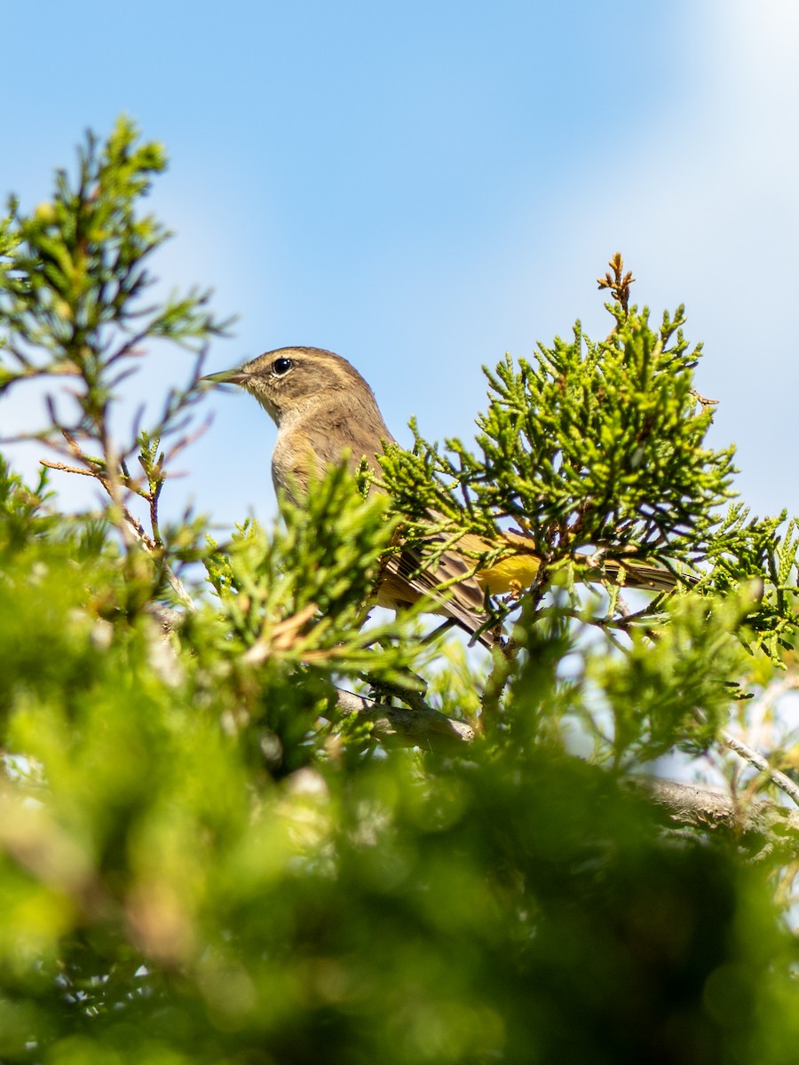 Palm Warbler - ML623427078