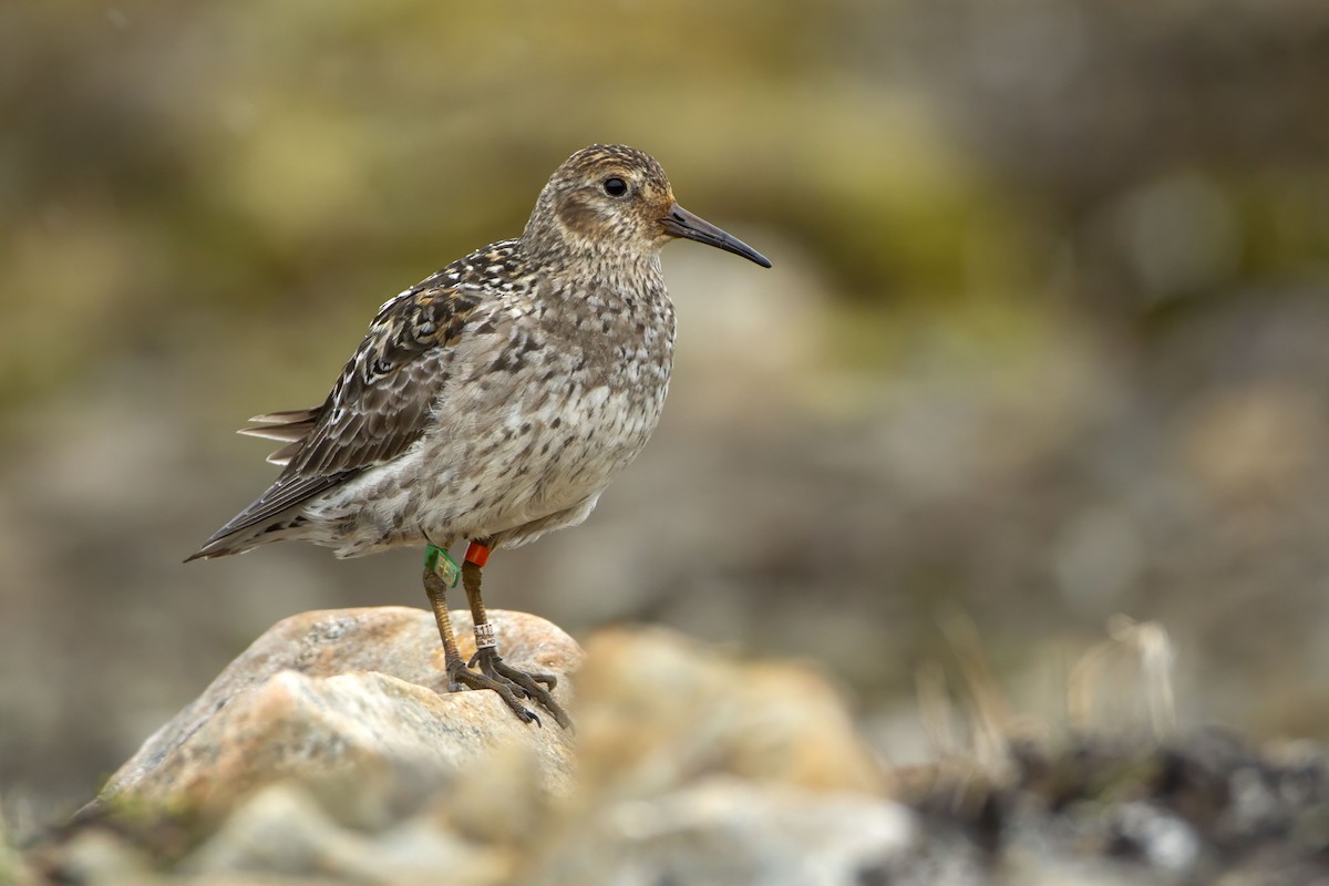 Purple Sandpiper - ML623427135