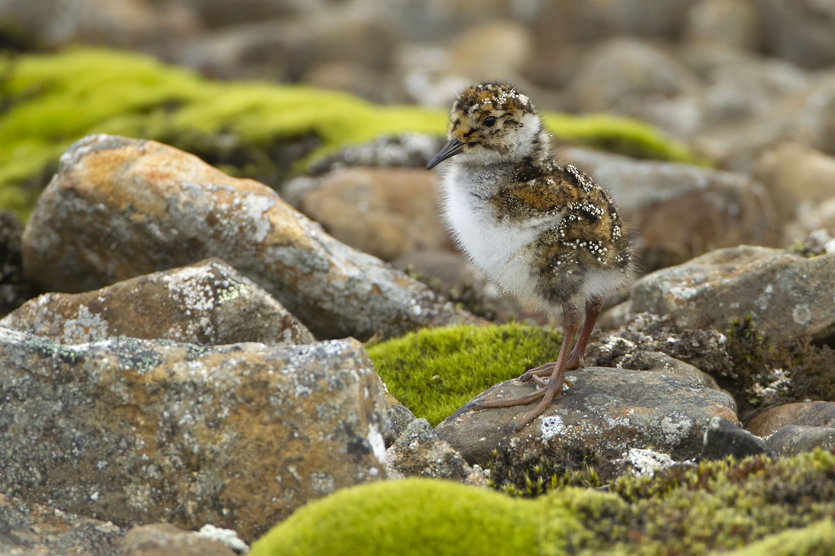 Purple Sandpiper - ML623427140