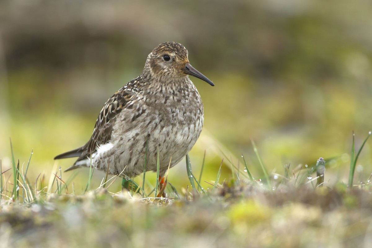 Purple Sandpiper - ML623427141