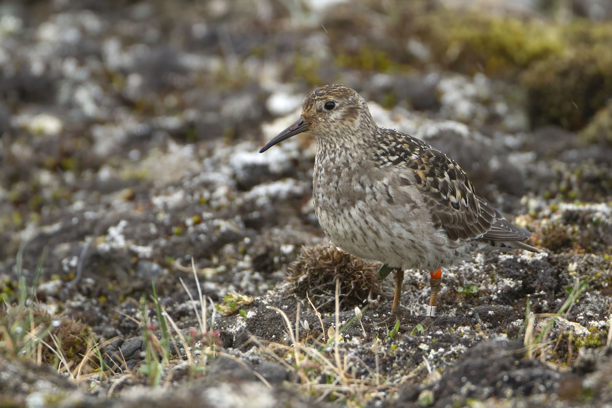 Purple Sandpiper - ML623427143