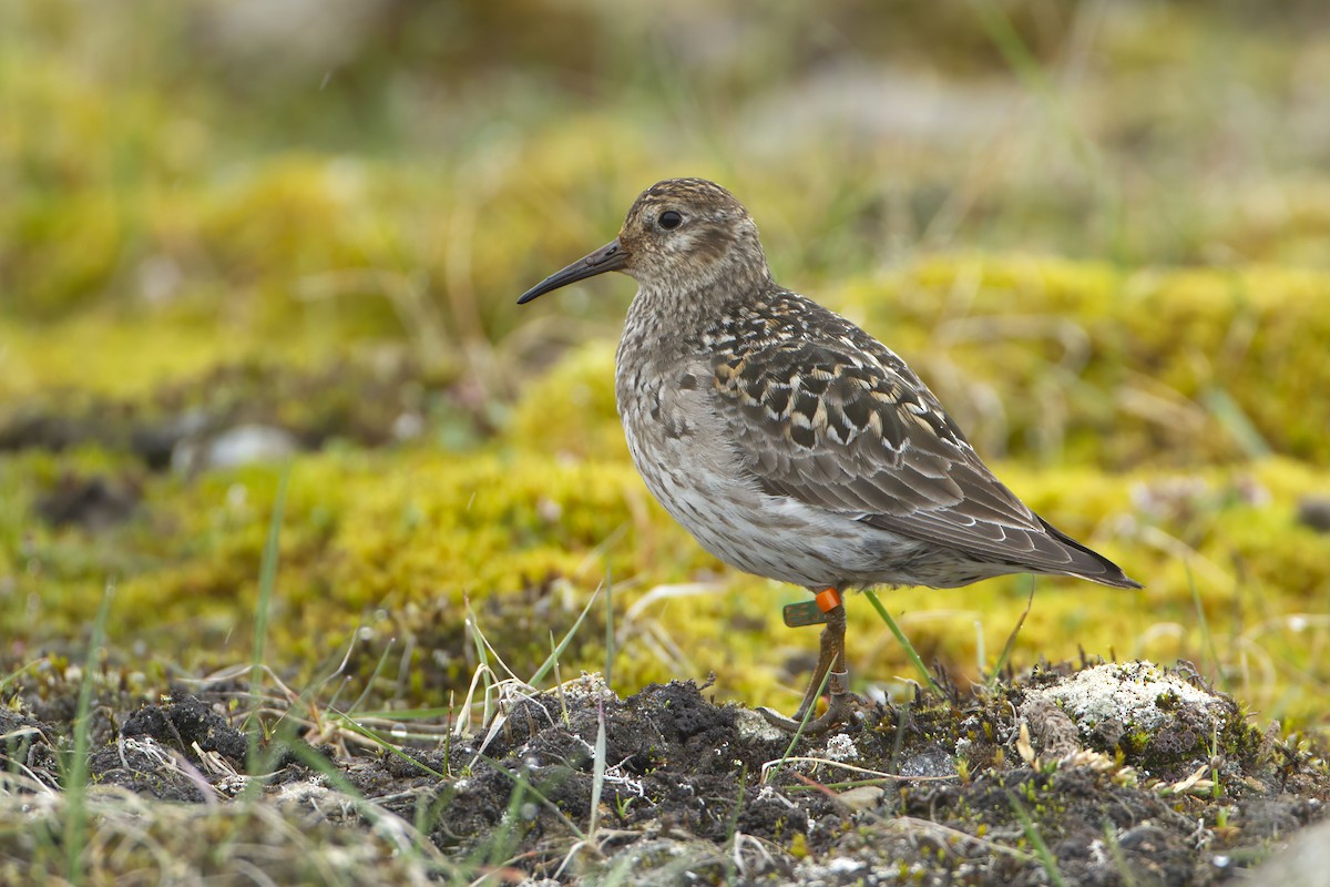 Purple Sandpiper - ML623427146