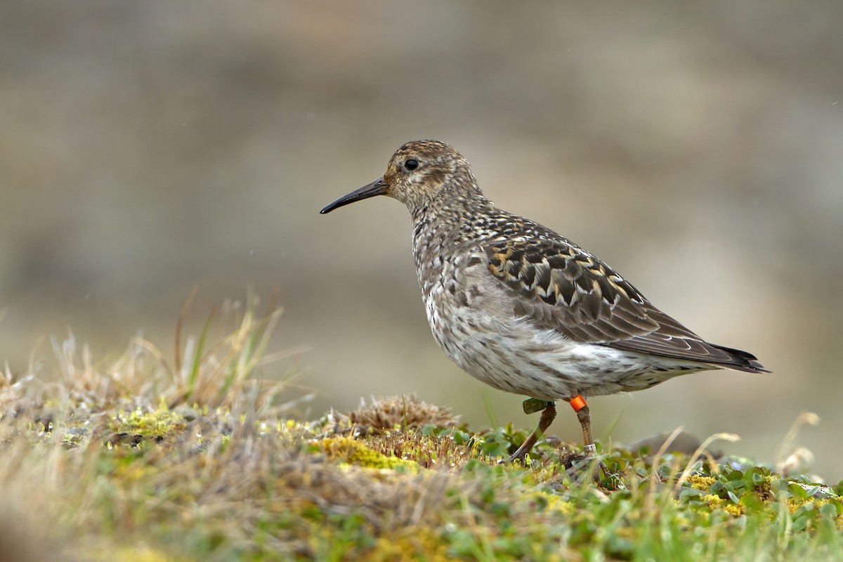 Purple Sandpiper - ML623427147