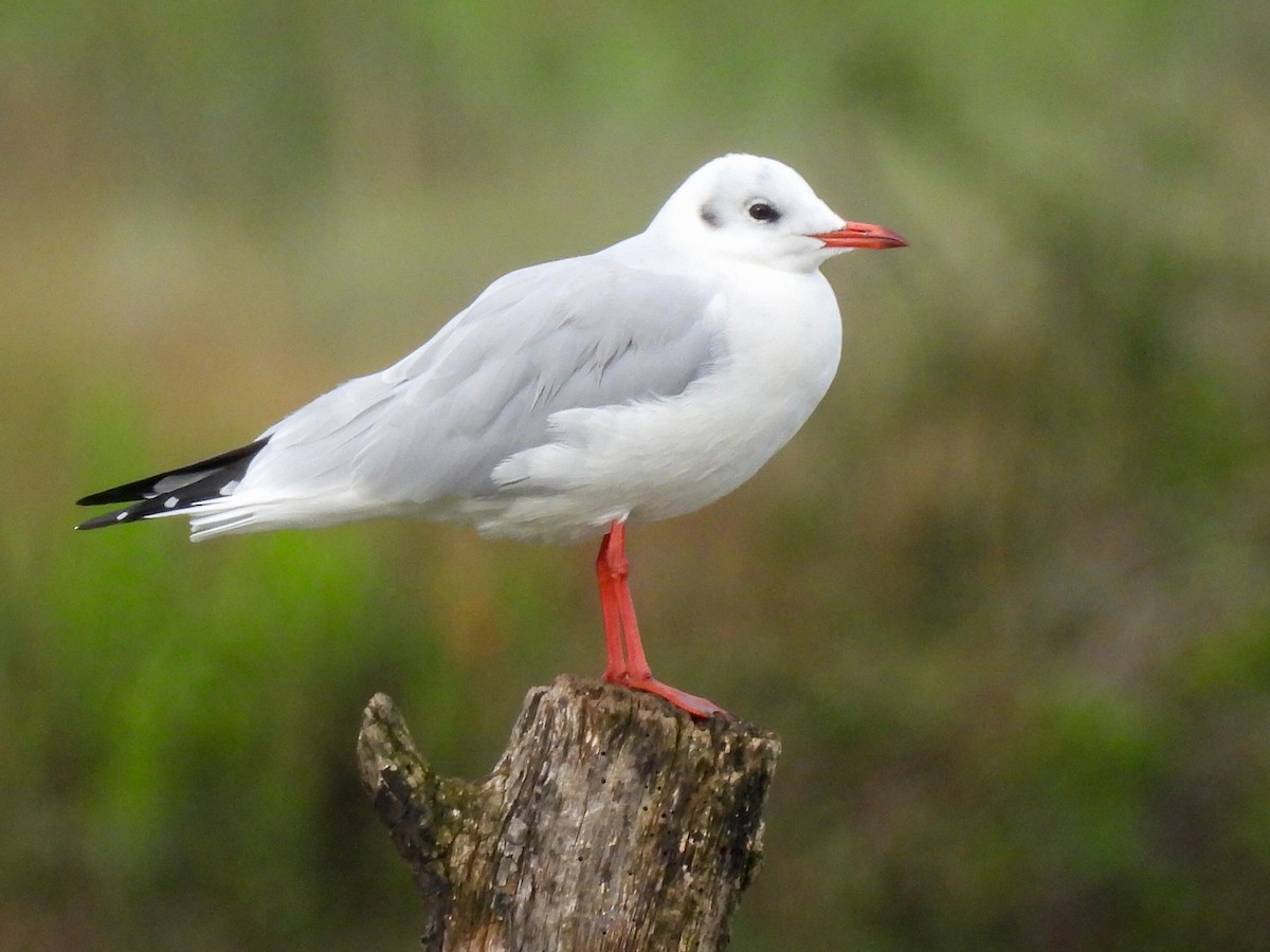 Black-headed Gull - ML623427190