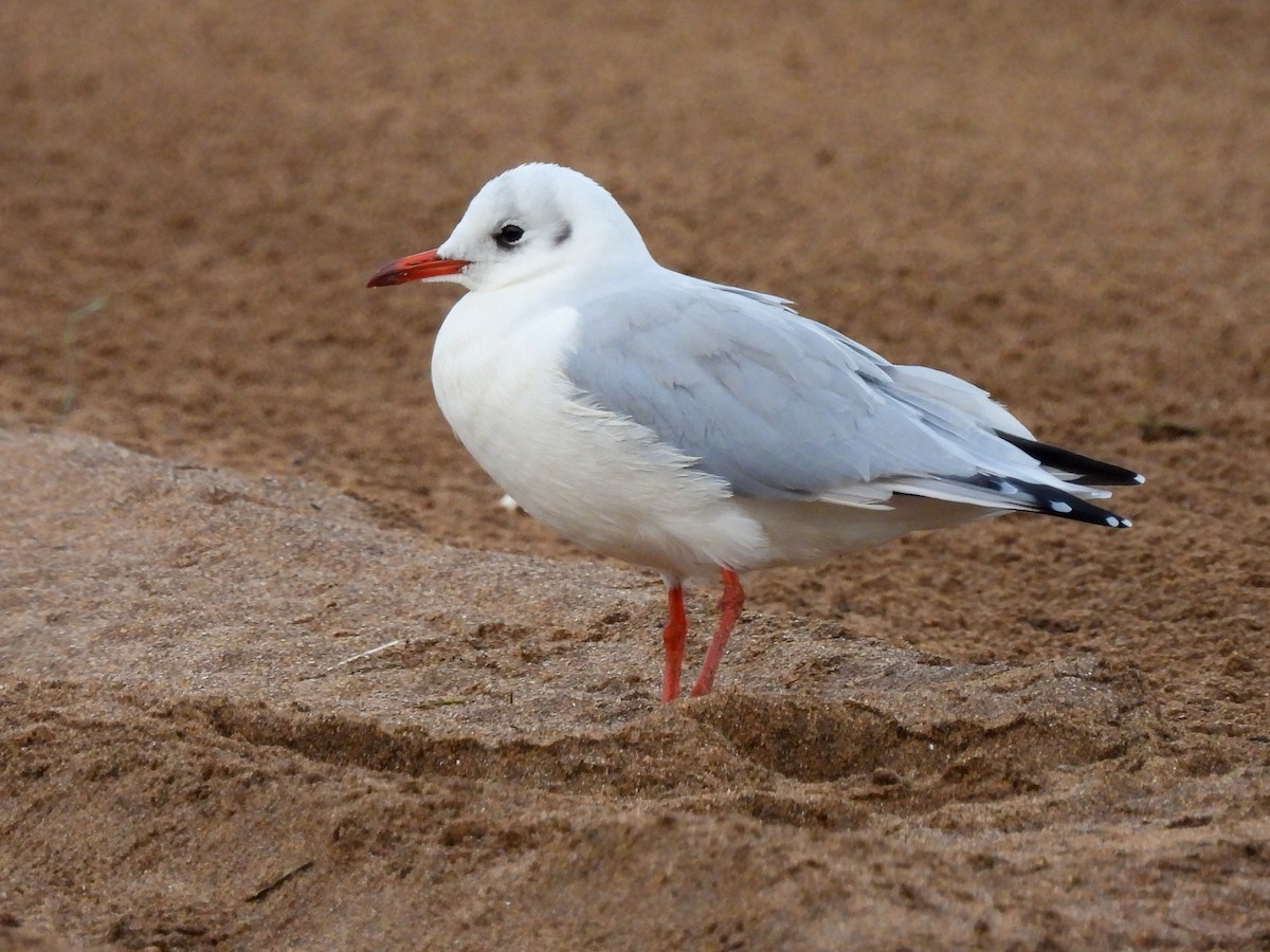 Black-headed Gull - ML623427191