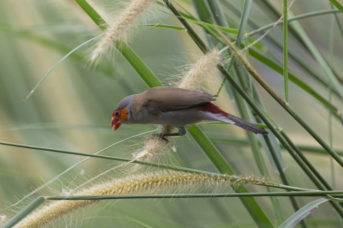 Orange-cheeked Waxbill - ML623427192