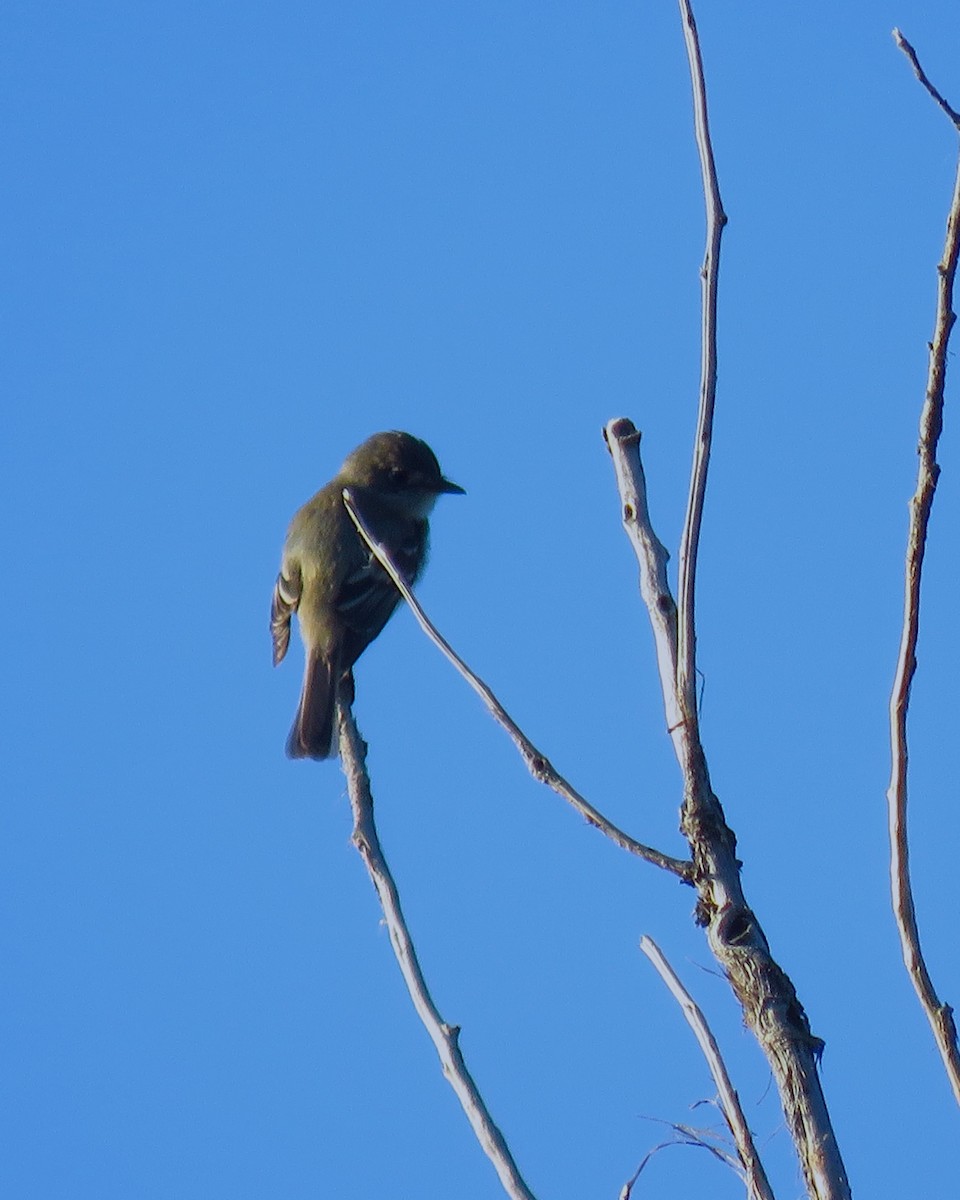 Willow Flycatcher - ML623427193