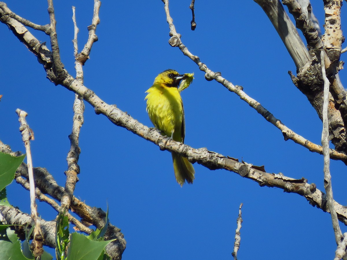 Orchard Oriole - ML623427210