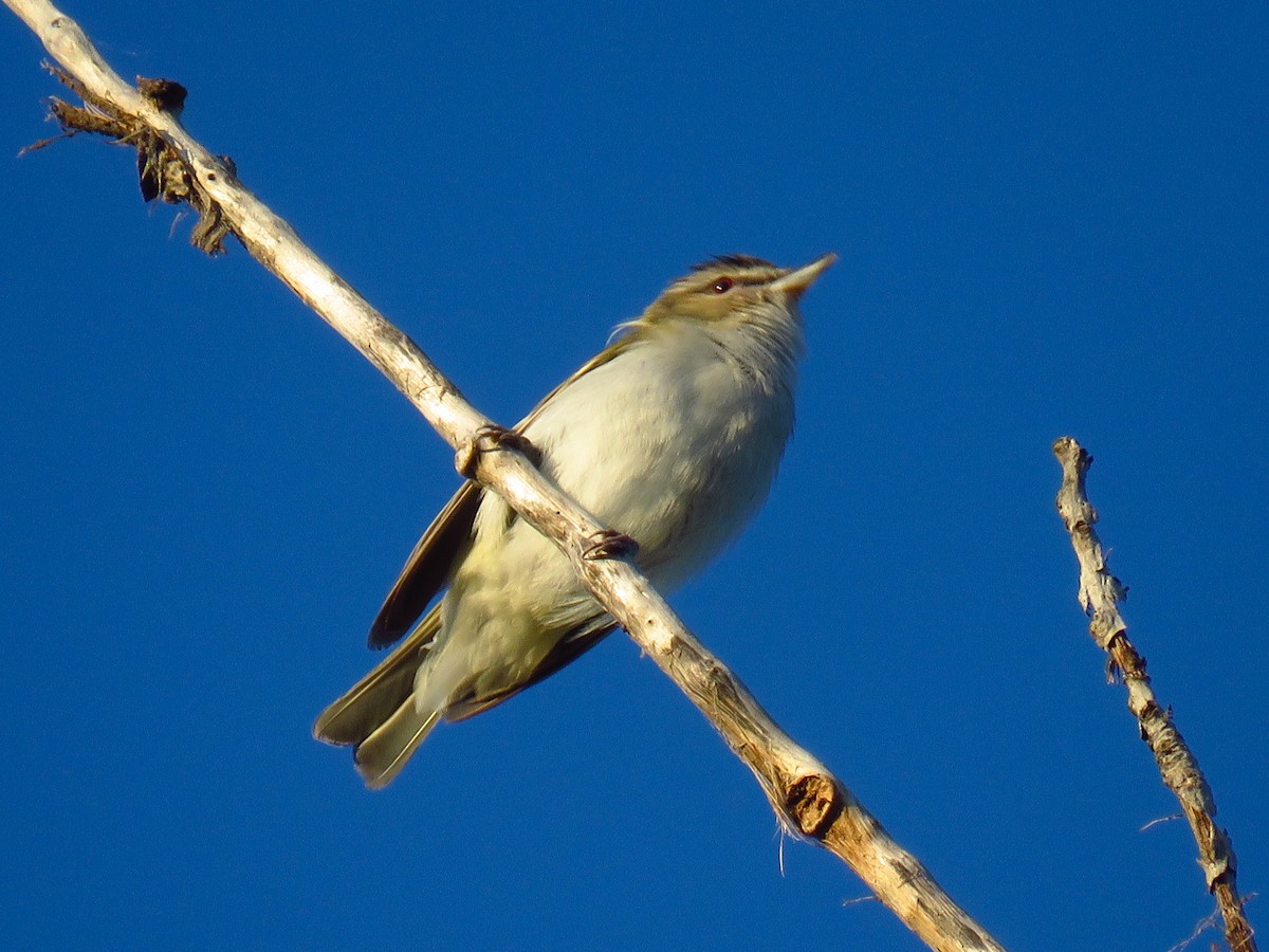 Rotaugenvireo - ML623427257