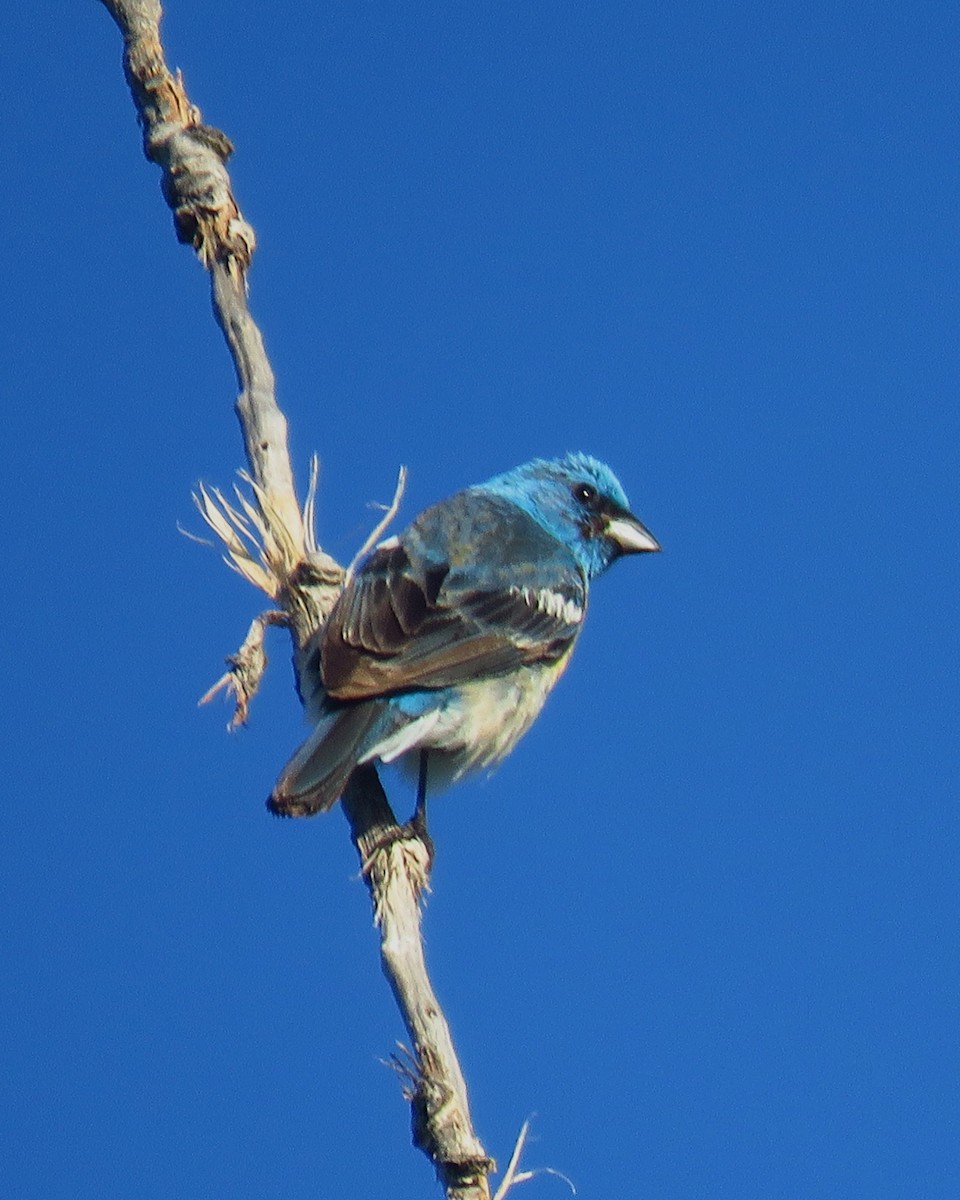 Lazuli Bunting - ML623427264