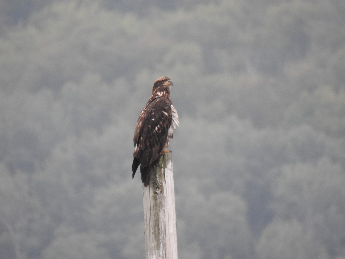 Bald Eagle - ML623427321