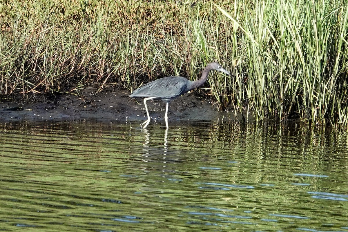 Little Blue Heron - ML623427382