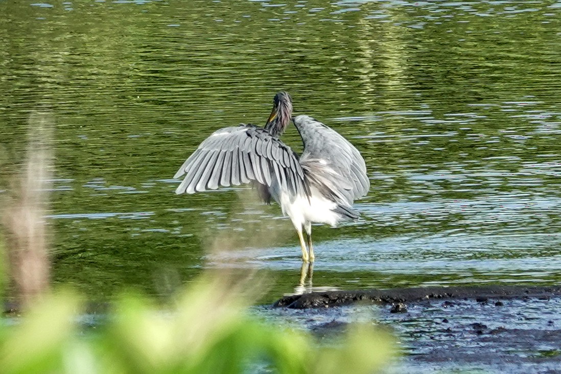 Tricolored Heron - ML623427388