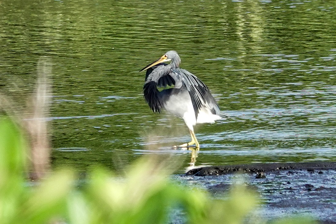 Tricolored Heron - ML623427389