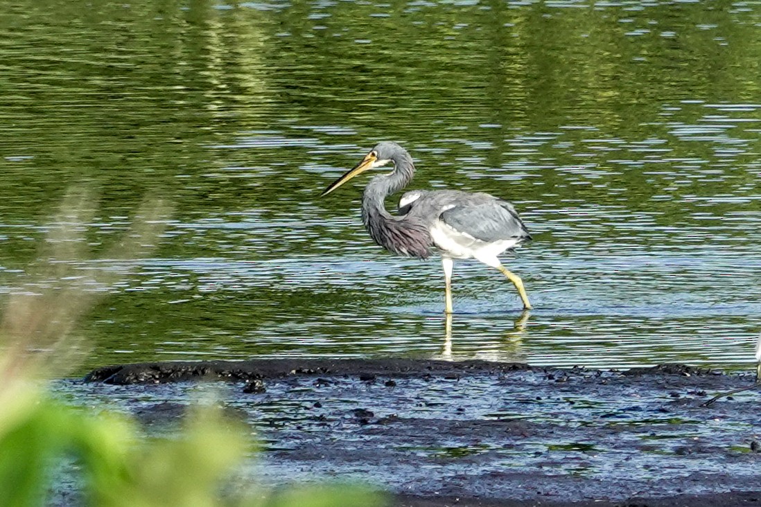 Tricolored Heron - ML623427391