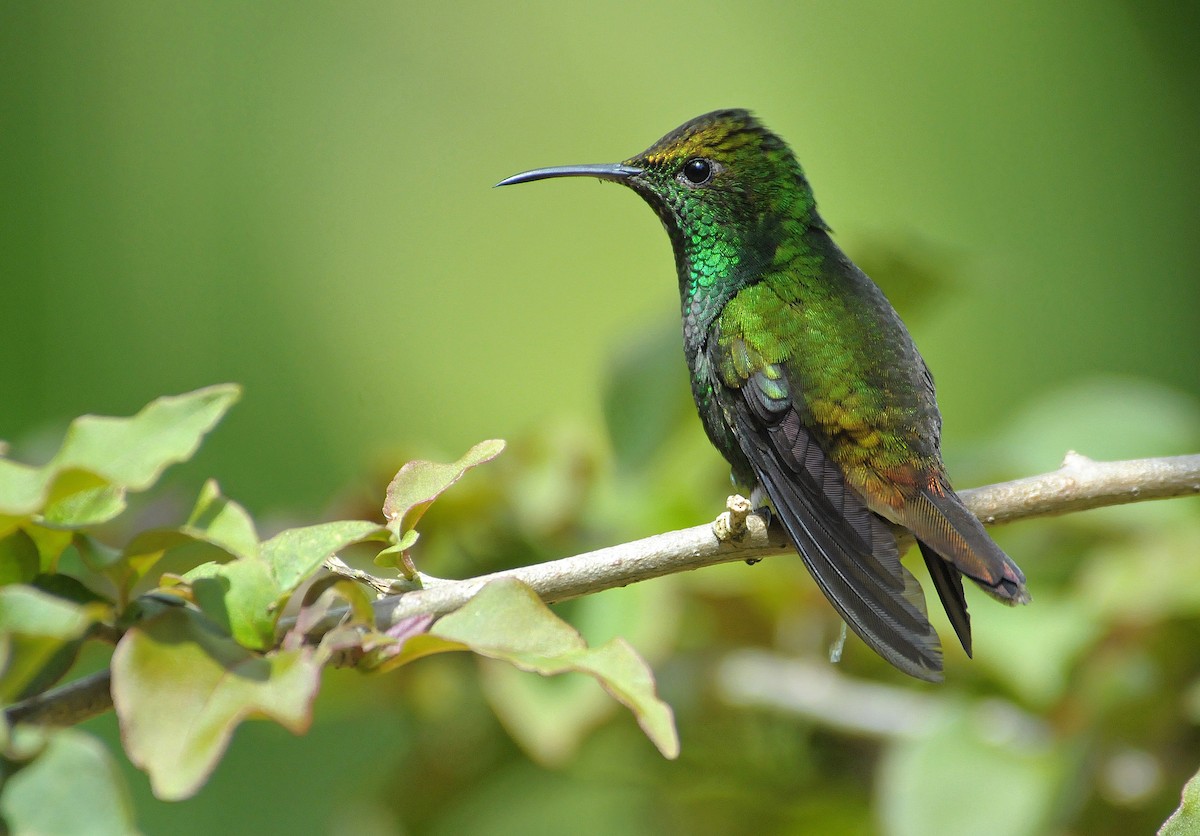 Black-bellied Hummingbird - ML623427451