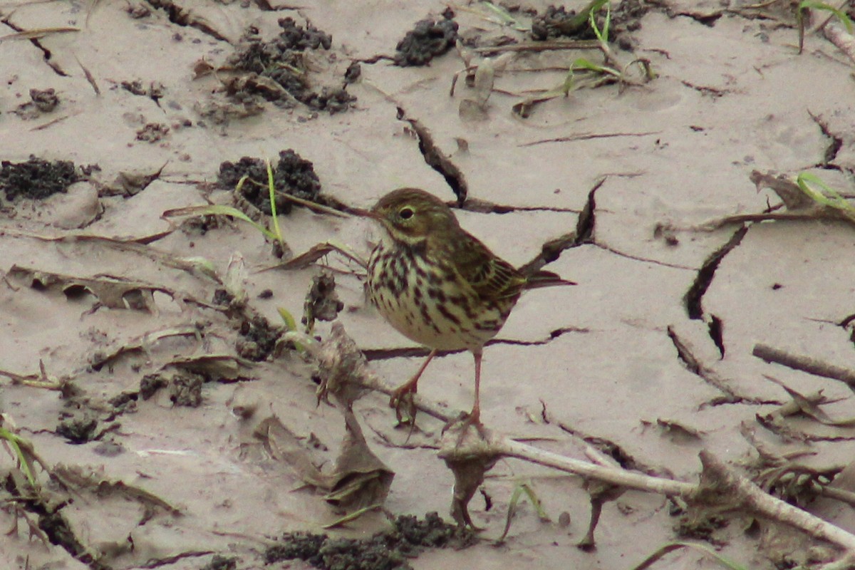 Meadow Pipit - Lucía González