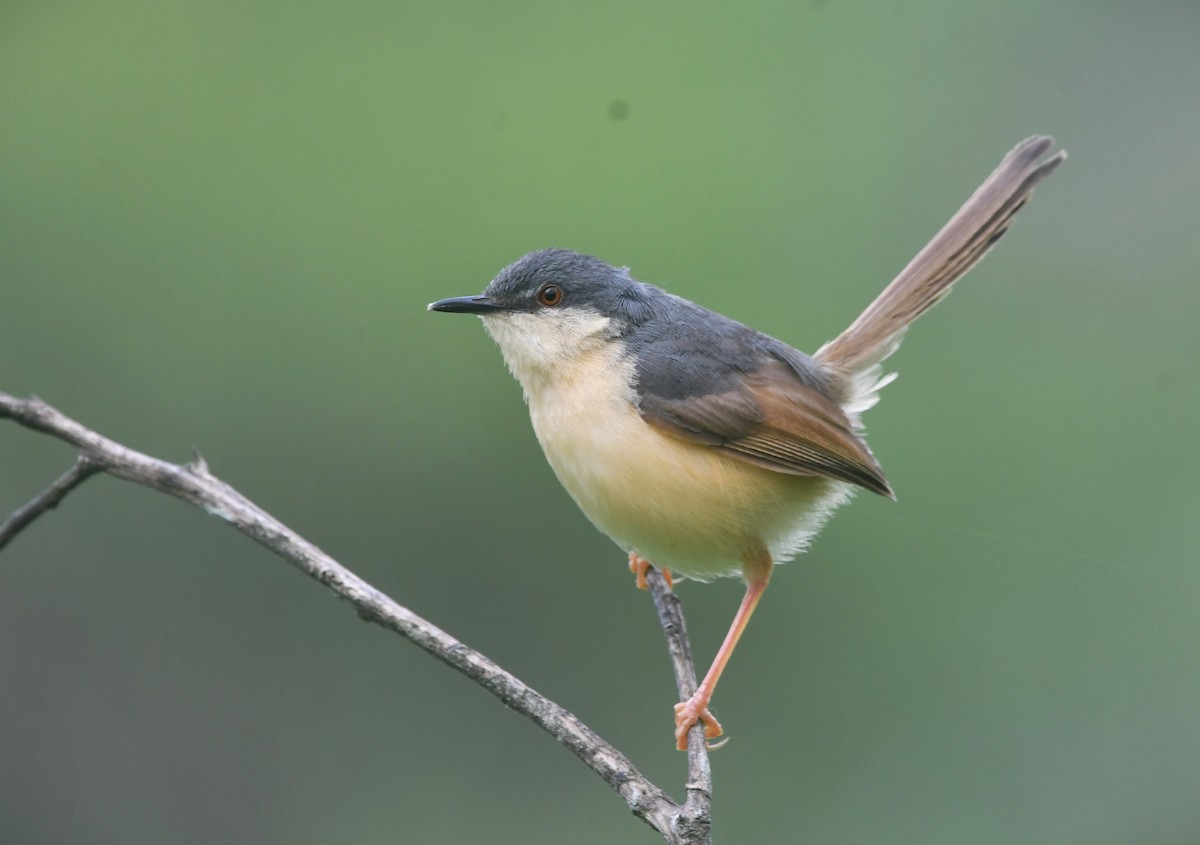 Ashy Prinia - ML623427500