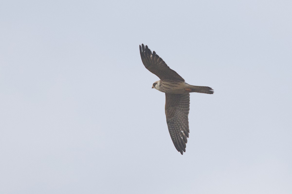 Red-footed Falcon - ML623427501
