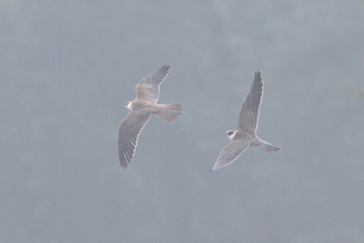 Red-footed Falcon - ML623427502