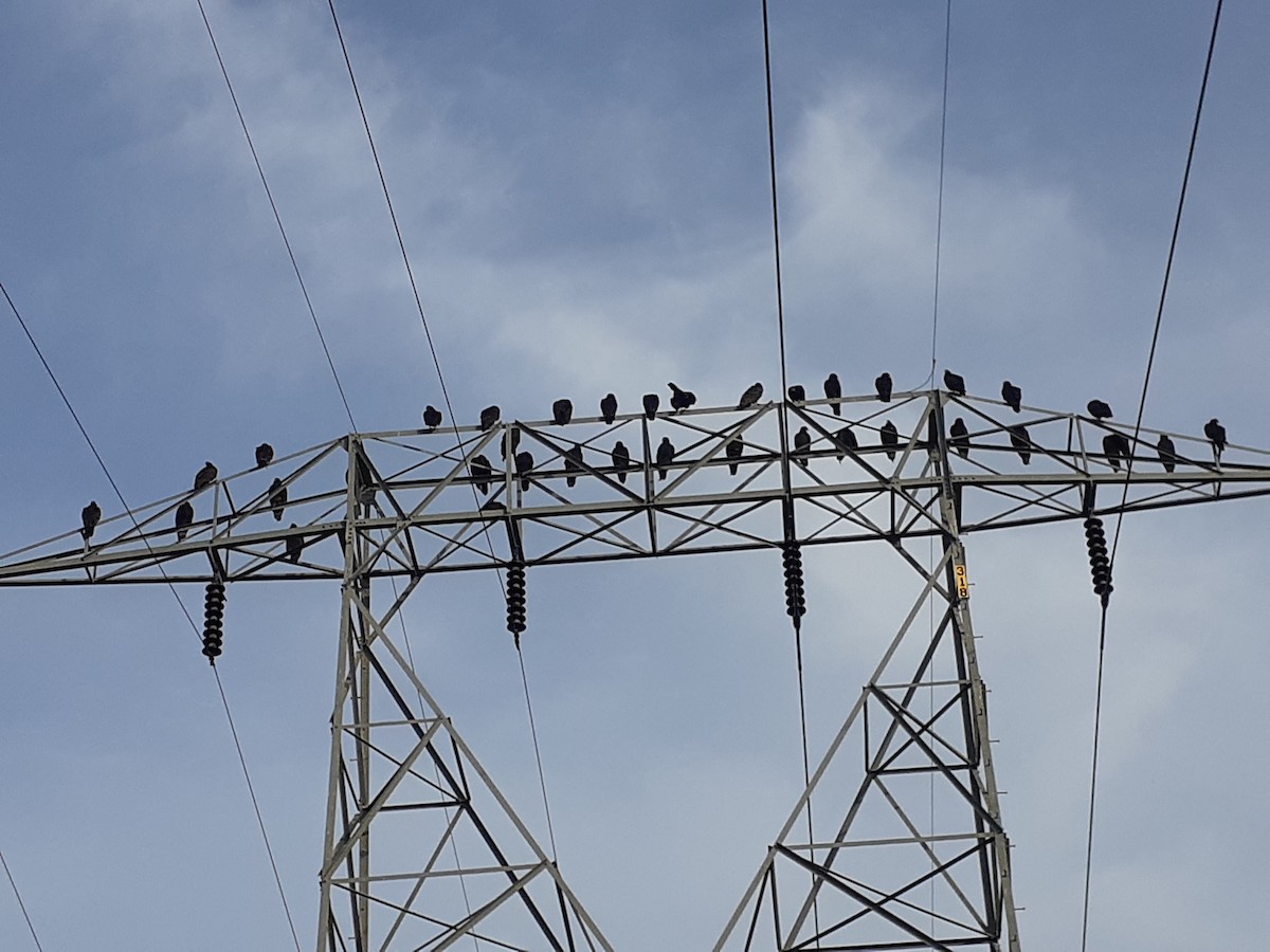 Turkey Vulture - ML623427507