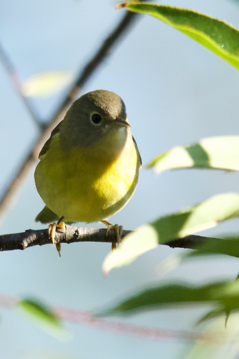 Nashville Warbler - ML623427514