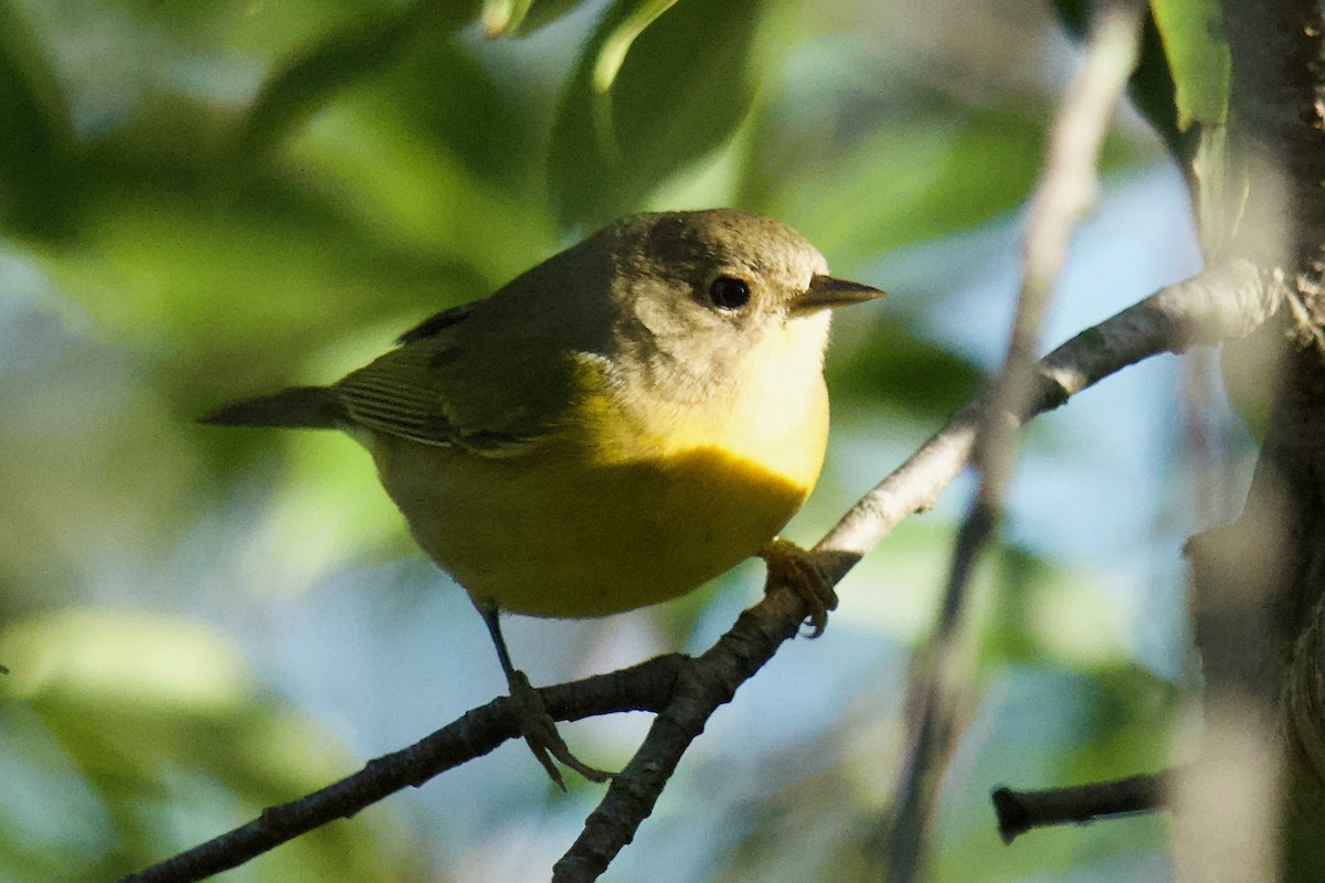 Nashville Warbler - ML623427520