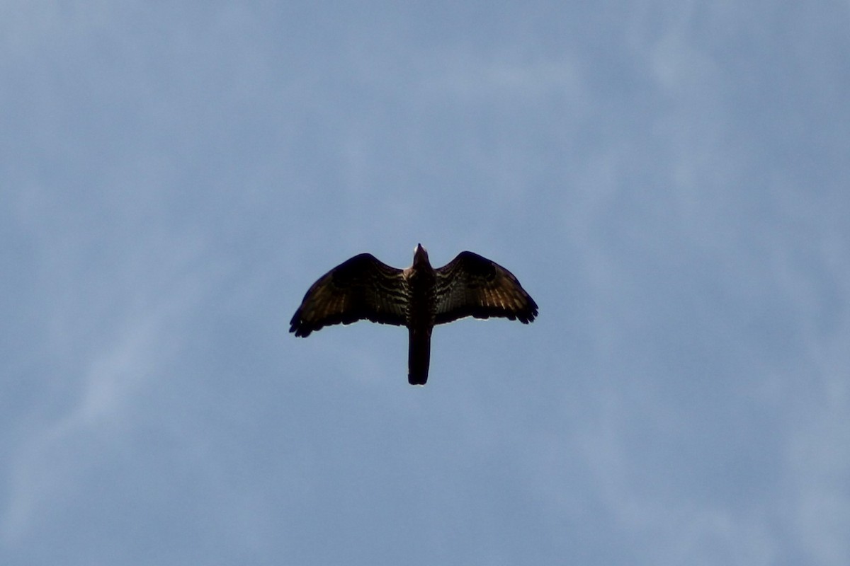 European Honey-buzzard - ML623427526