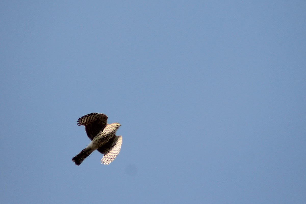 Eurasian Sparrowhawk - ML623427532