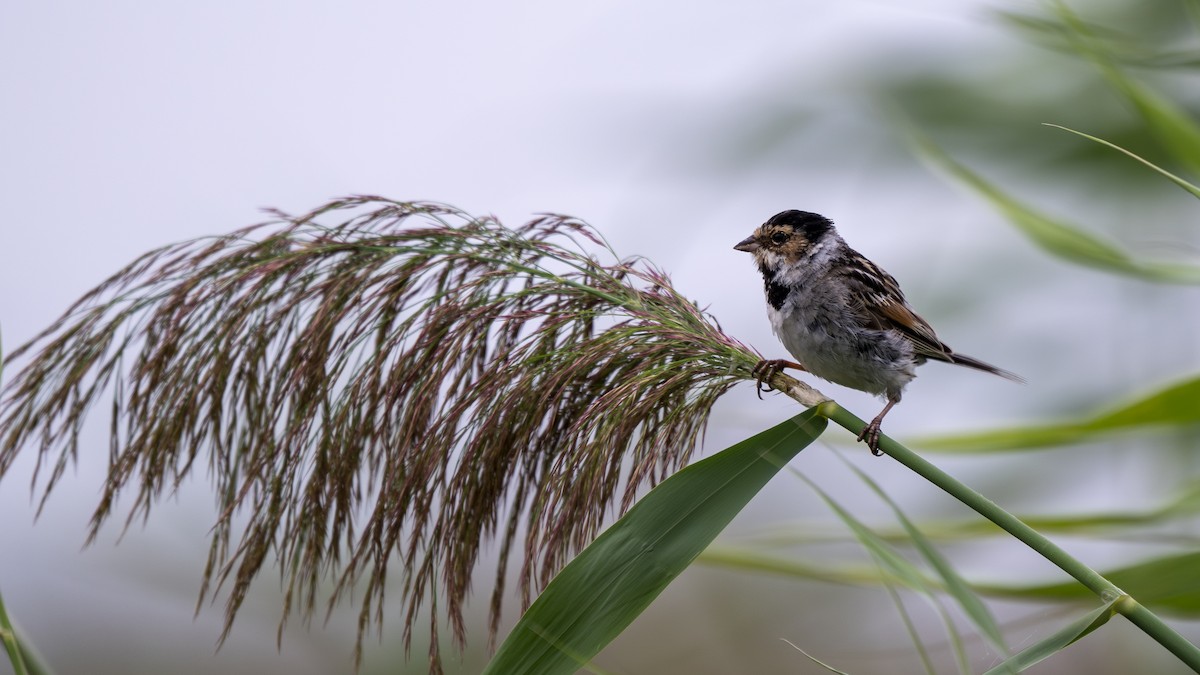 Pallas's Bunting - ML623427559