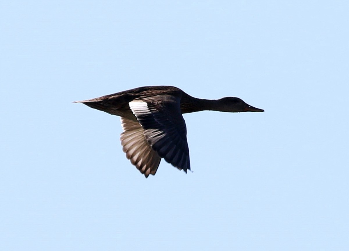 Gadwall - Miguel García