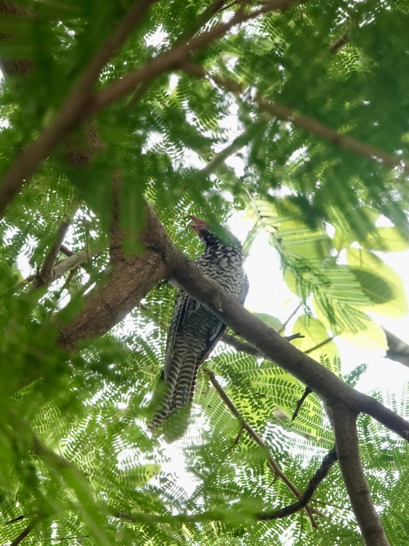 Asian Koel - ML623427579