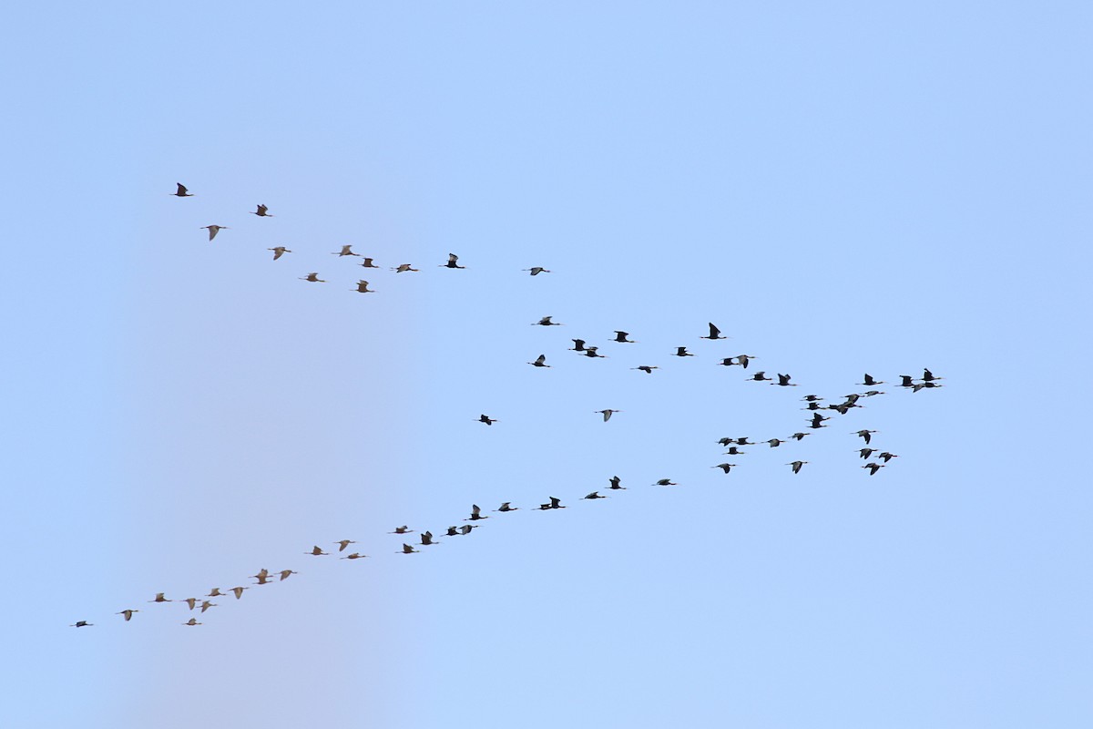 Glossy Ibis - ML623427596