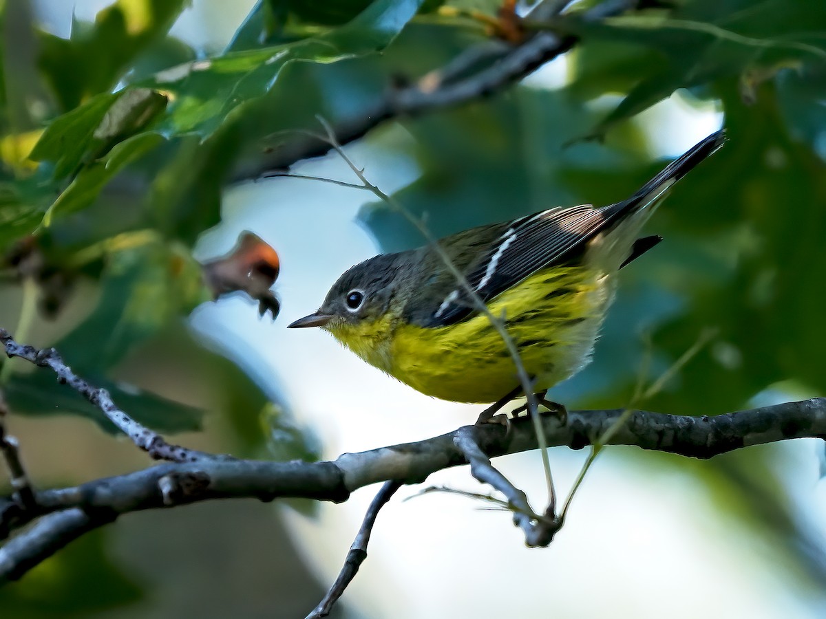 Magnolia Warbler - ML623427599