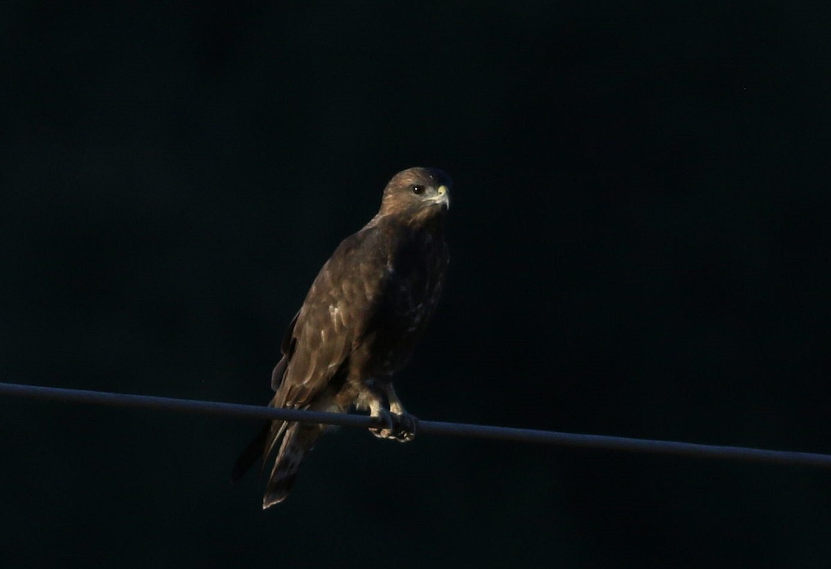 Common Buzzard - Miguel García