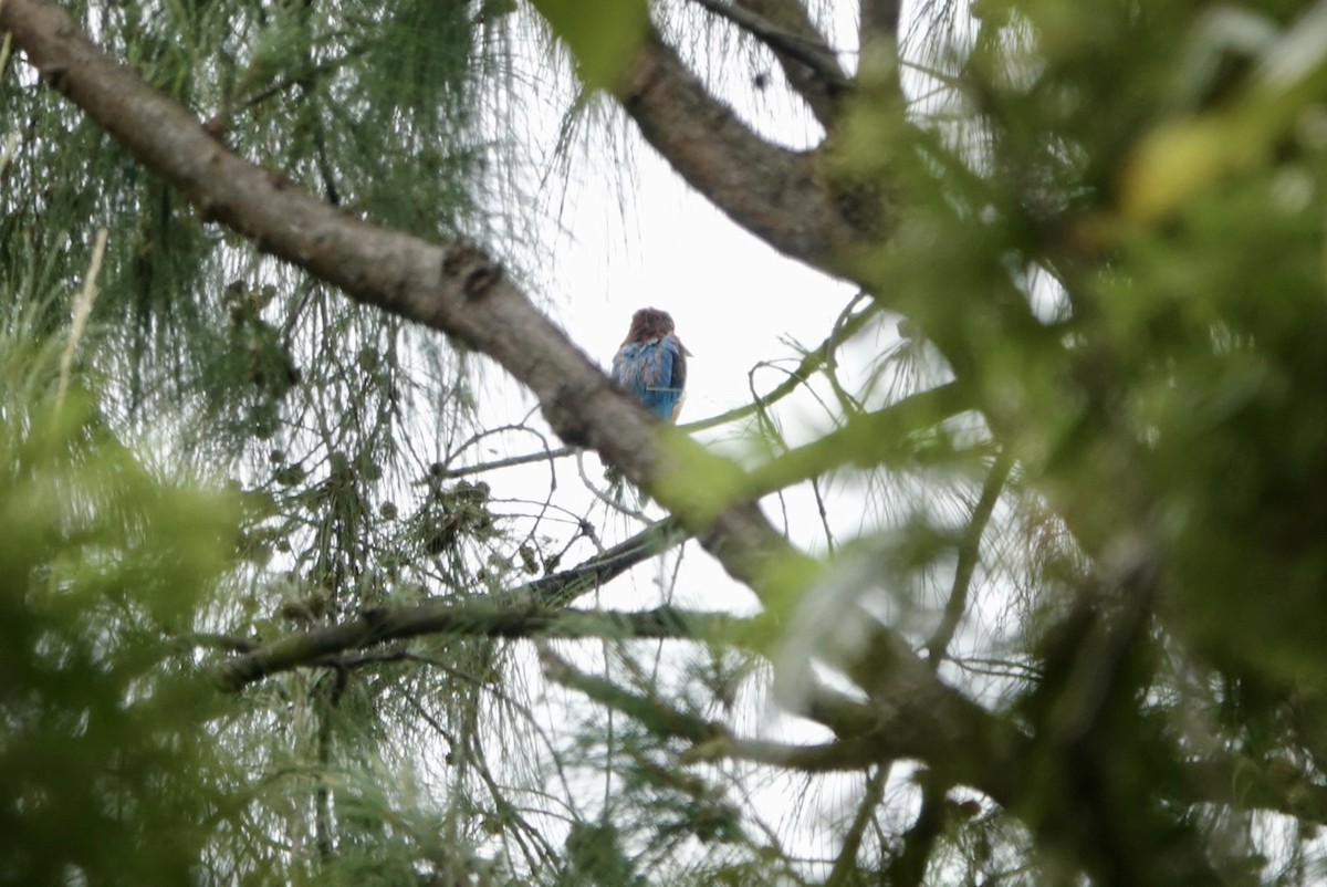 White-throated Kingfisher - ML623427602