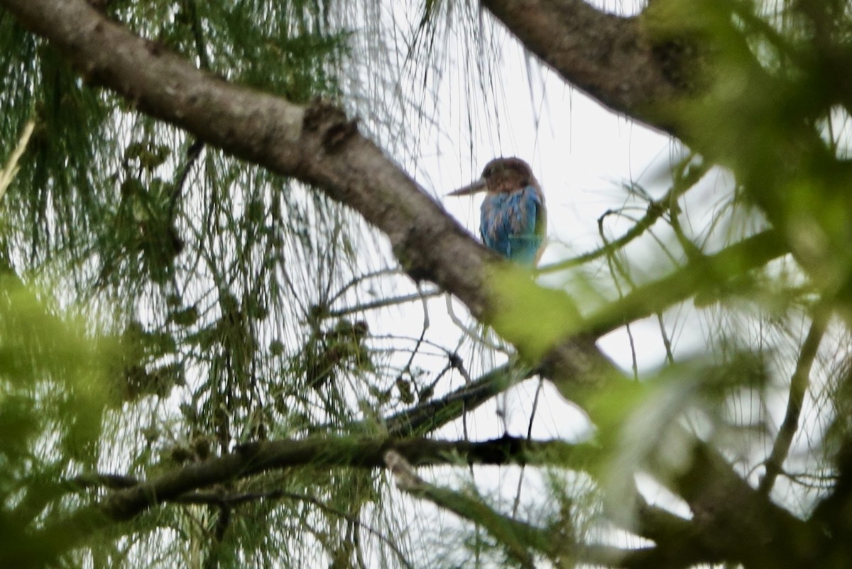 White-throated Kingfisher - ML623427603