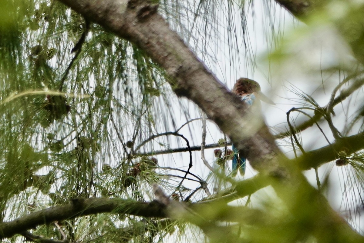 White-throated Kingfisher - ML623427604