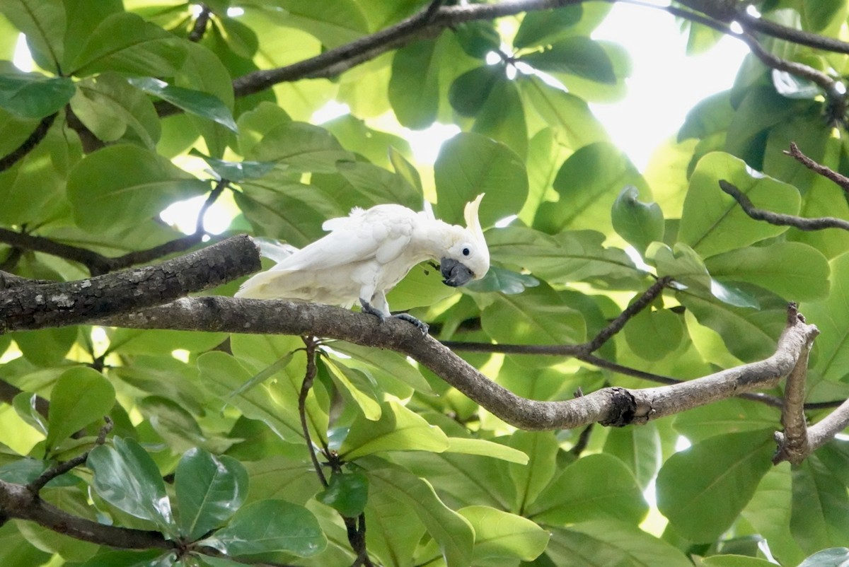 Yellow-crested Cockatoo - ML623427610