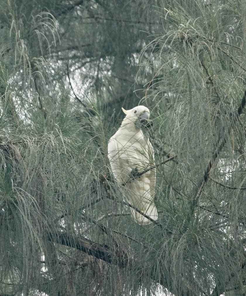 Yellow-crested Cockatoo - ML623427611