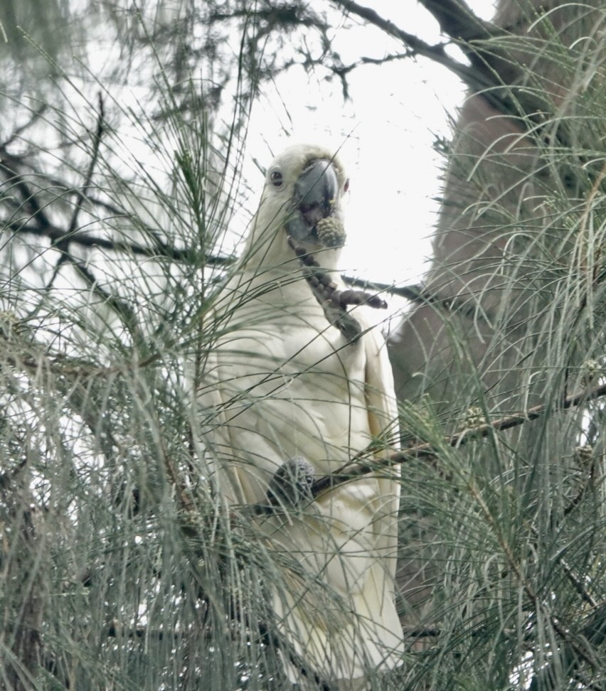 Yellow-crested Cockatoo - Lam Chan