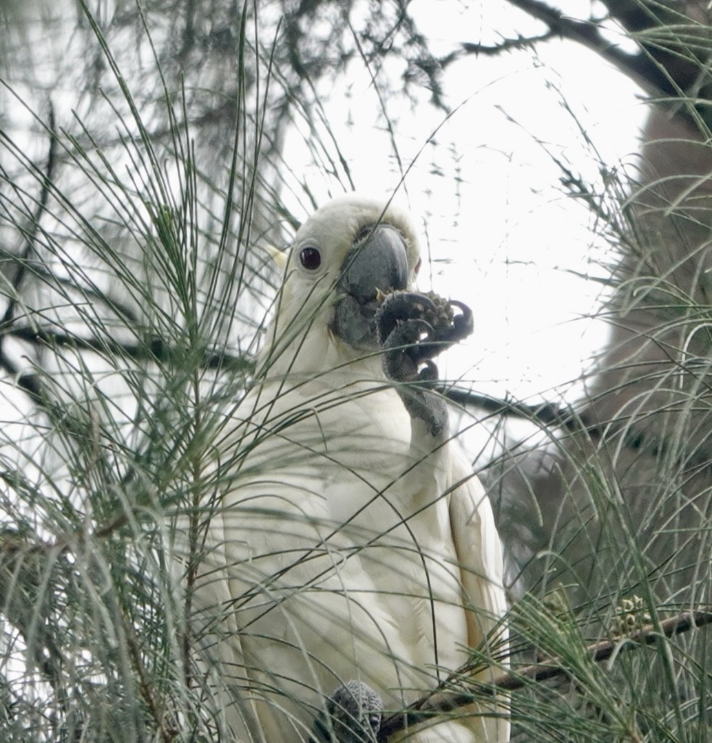 Yellow-crested Cockatoo - ML623427613