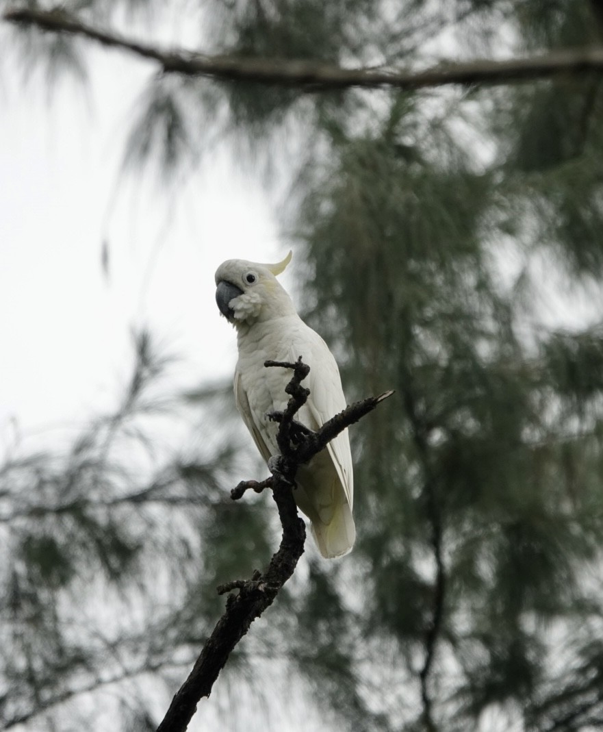 Yellow-crested Cockatoo - ML623427614