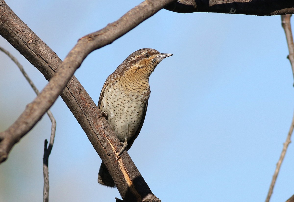 Eurasian Wryneck - Miguel García