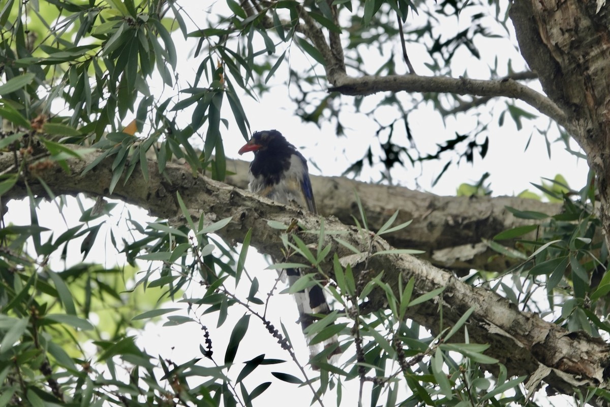 Red-billed Blue-Magpie - ML623427627