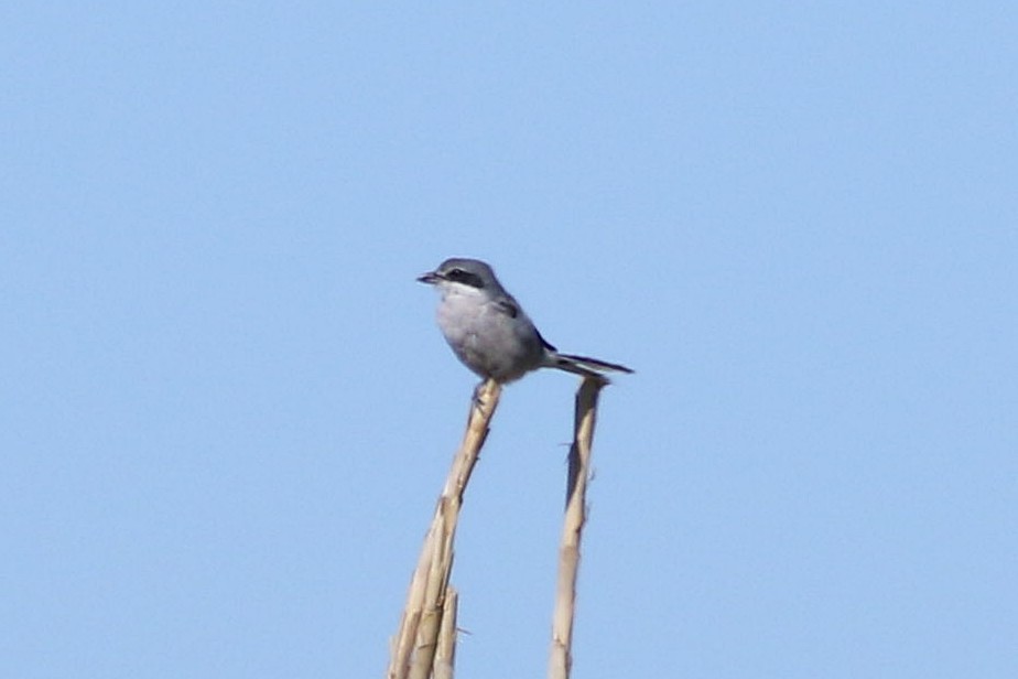 Iberian Gray Shrike - ML623427630